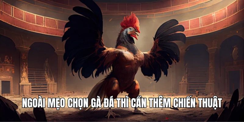 Ngoài mẹo chọn gà đá thì cần thêm chiến thuật