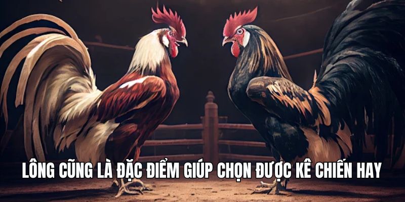 Lông cũng là đặc điểm giúp chọn được kê chiến hay