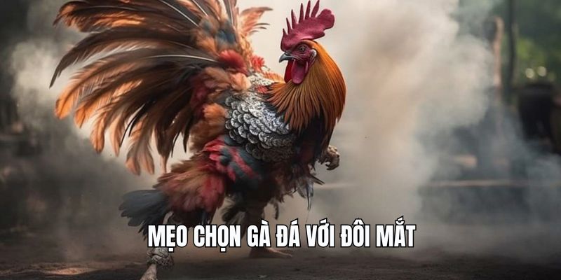 Mẹo chọn gà đá với đôi mắt 